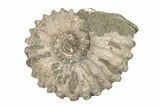 Bumpy Ammonite (Douvilleiceras) Fossil - Madagascar #205036-1
